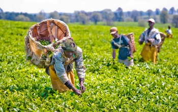 I lavoratori volontari coltivano colture per fornire cibo alle scuole locali.