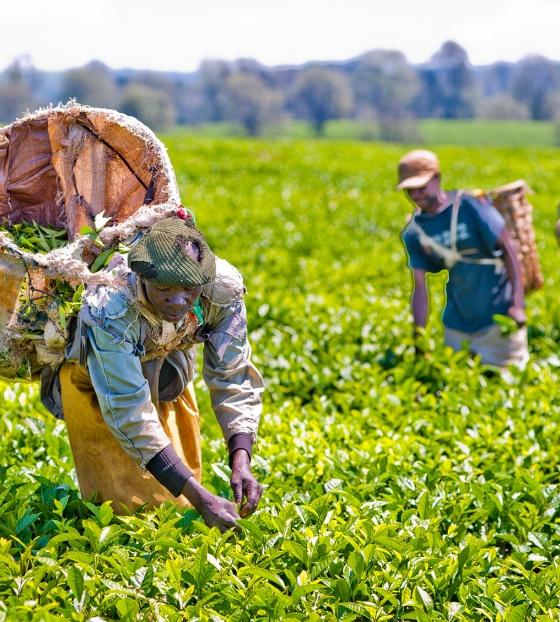 I lavoratori volontari coltivano colture per fornire cibo alle scuole locali.